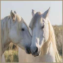 Carré / panneau en simili chevaux